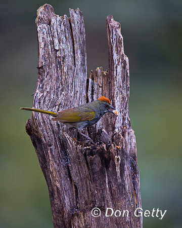 Green-tailed Towhee, Pipilo chlorurus