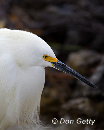 Snowy Egret, Egretta thula,