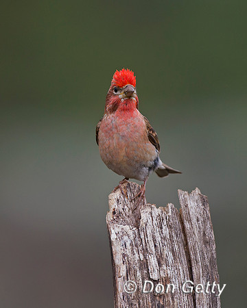 Cassin's Finch, Haemorhous cassinii