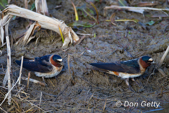 Cliff Swallow, Petrochelidon pyrrhonota,
