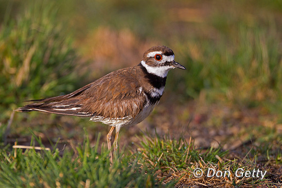 Killdeer,Charadrius vociferous,