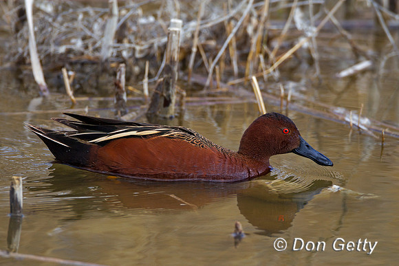 Cinnamon Teal, Anas cyanoptera,