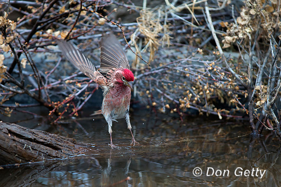 Cassin's Finch, Haemorhous cassinii