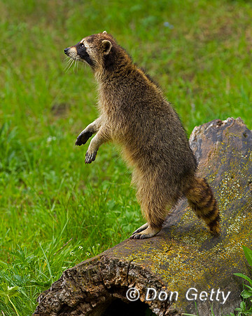 Raccoon