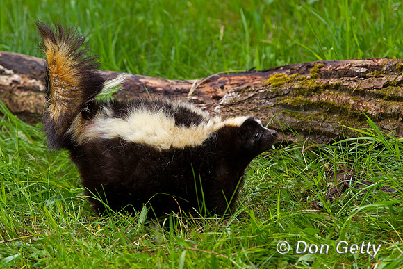 Skunk, Mephitis mephitis
