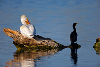 American White Pelican