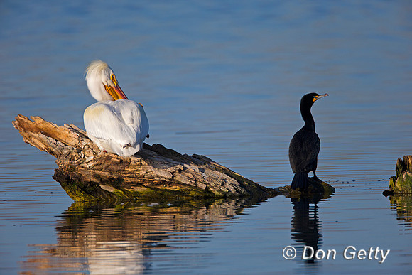 American White Pelican