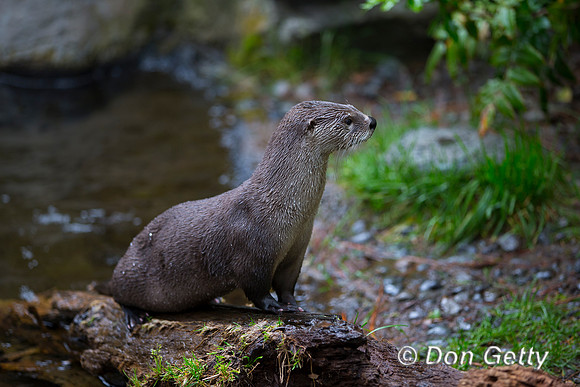 River Otter, Lontra Canadensis
