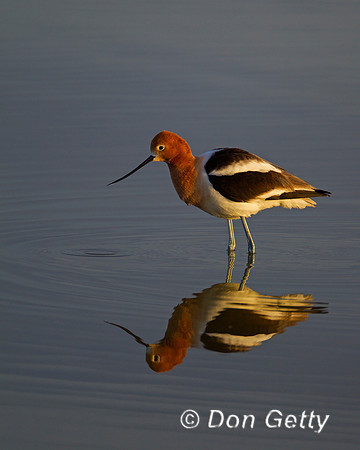 Avocet