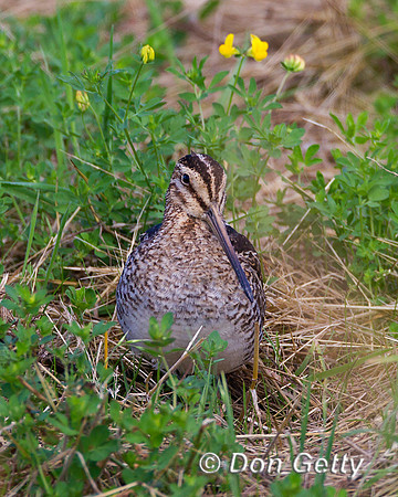Wilsons Snipe, Gallinago delicata,