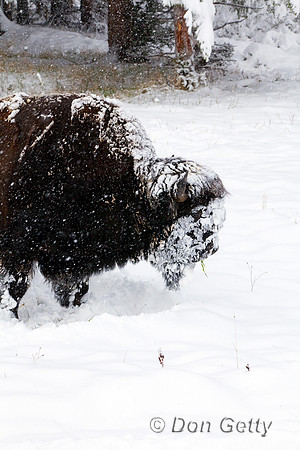 BisonIMG_0737