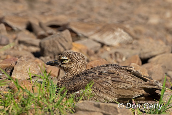 Water Thick-knee