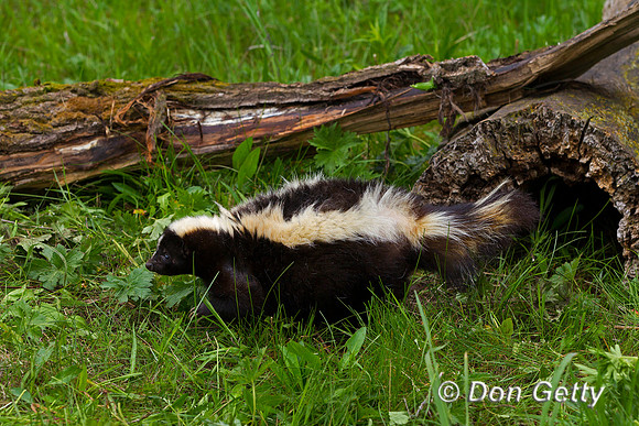 Skunk, Mephitis mephitis