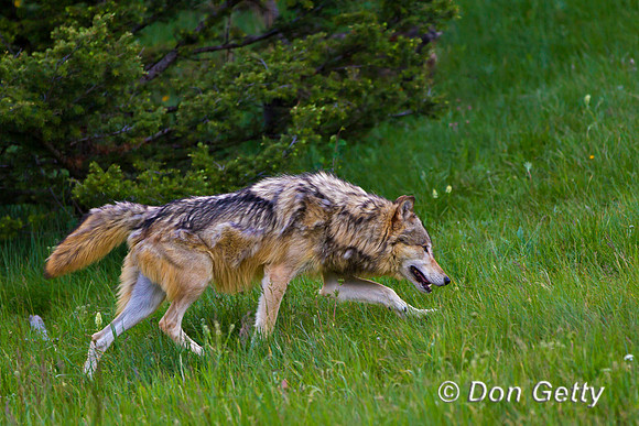 Canis lupus, wolf