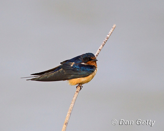 Barn Swallow, Hirundo rustica,