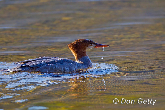Common Merganser