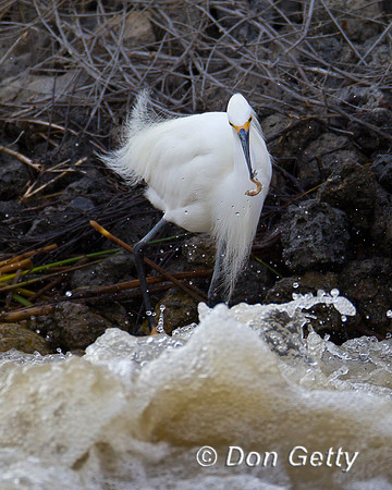 Snowy Egret, Egretta thula,