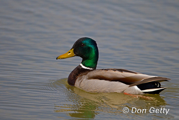 Mallard,Anas platyrhynchos,