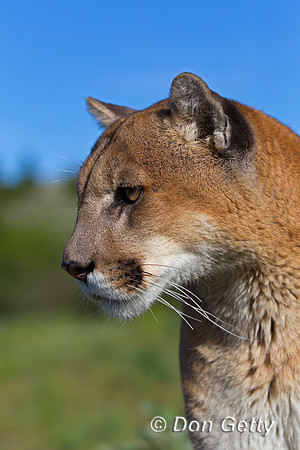 Mountain Lion, Cougar