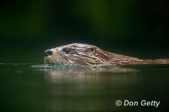 River Otter, Lontra canadensis