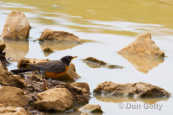 American Robin