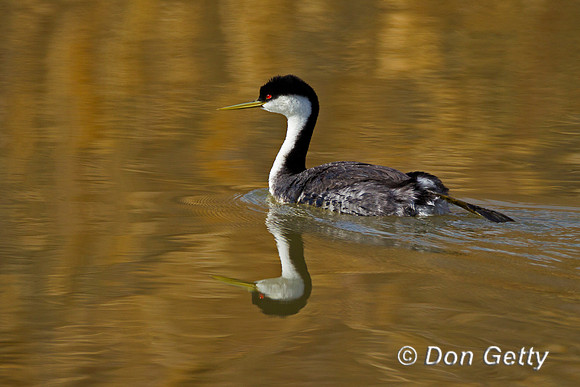 Western Grebe, Aechmophorus occidentalis
