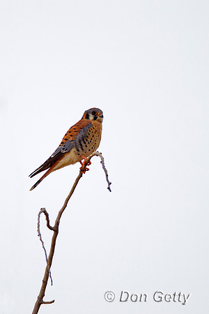 Kestrel_Z2F2290