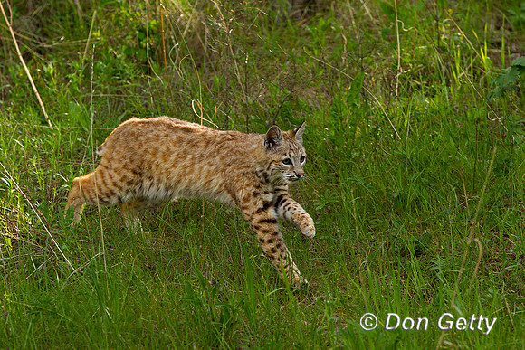 Bobcat, Lynx rufus,