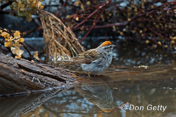 Chipping Sparrow, Spizella passerine