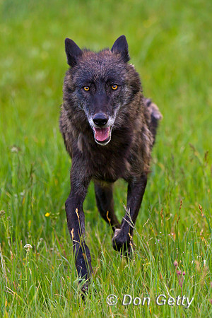 Canis lupus, wolf