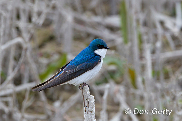 Tree Swallow, Tachycineta bicolor,