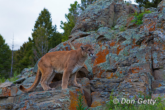 Mt_LionIMG_1069