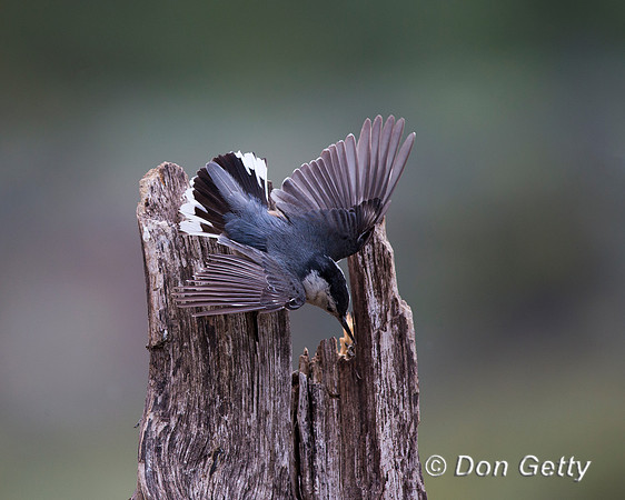 Sitta carolinensis, White-breasted Nuthatch