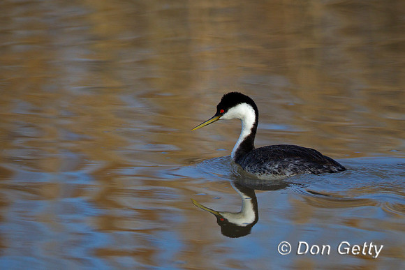 Western Grebe, Aechmophorus occidentalis