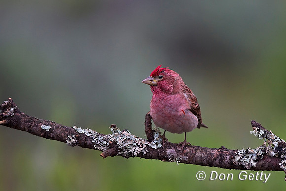 Cassin's Finch, Haemorhous cassinii