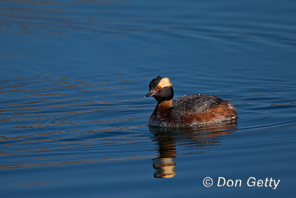 Horned Grebe