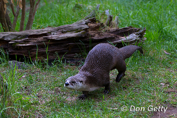 River Otter, Lontra Canadensis