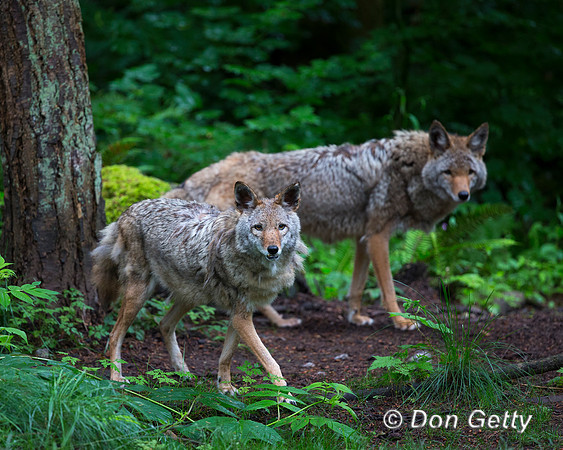 Coyote, Canis latrans
