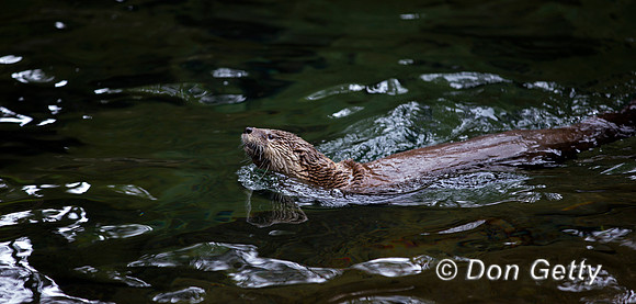River Otter, Lontra Canadensis
