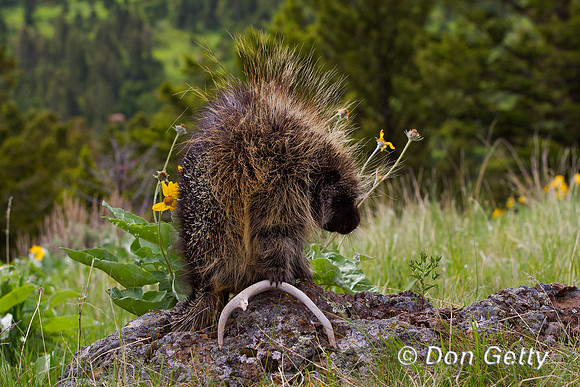 Porcupine