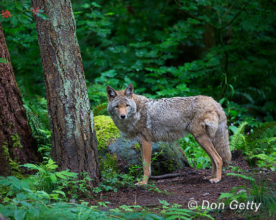 Coyote, Canis latrans