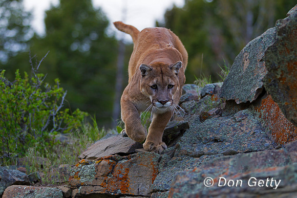 Mt_Lion_Z2F9199