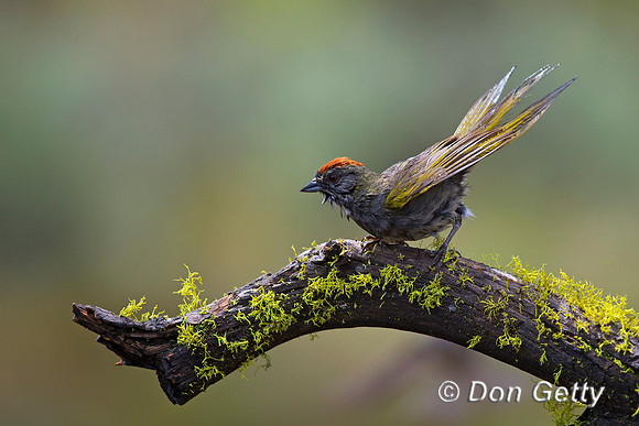 Green-tailed Towhee, Pipilo chlorurus