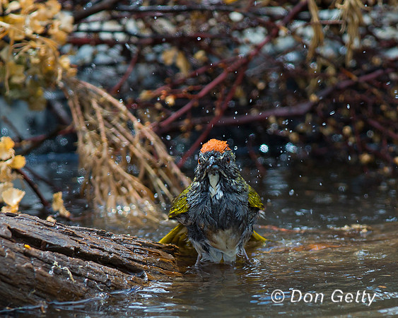 Green-tailed Towhee, Pipilo chlorurus