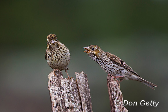 Cassin's Finch, Haemorhous cassinii