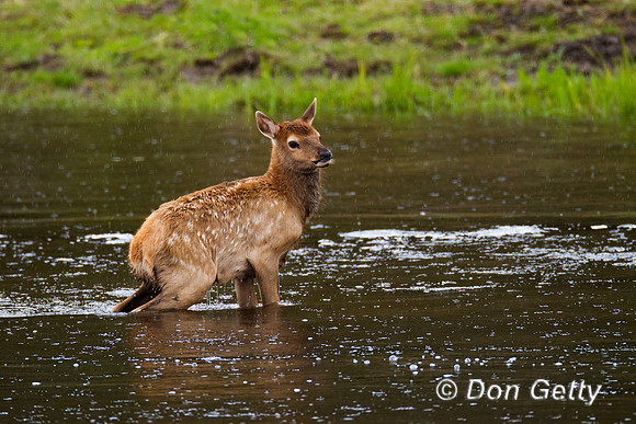 Elk_BZ2F4261