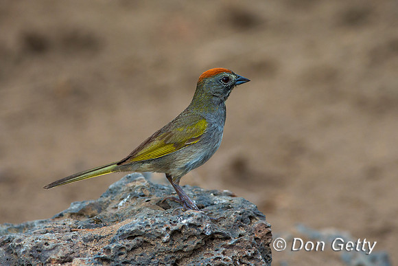 Green-tailed Towhee, Pipilo chlorurus