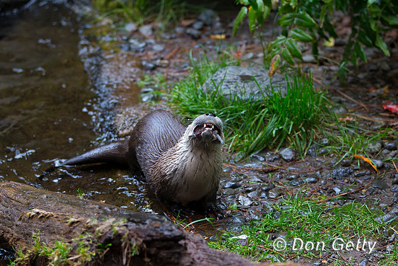 River Otter, Lontra Canadensis