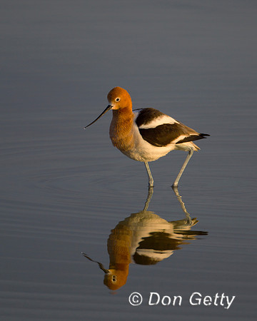 Avocet