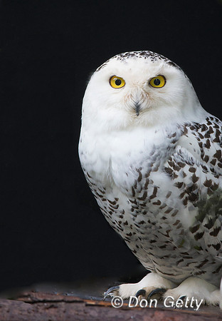 Snowy Owl, Bubo scandiacus,